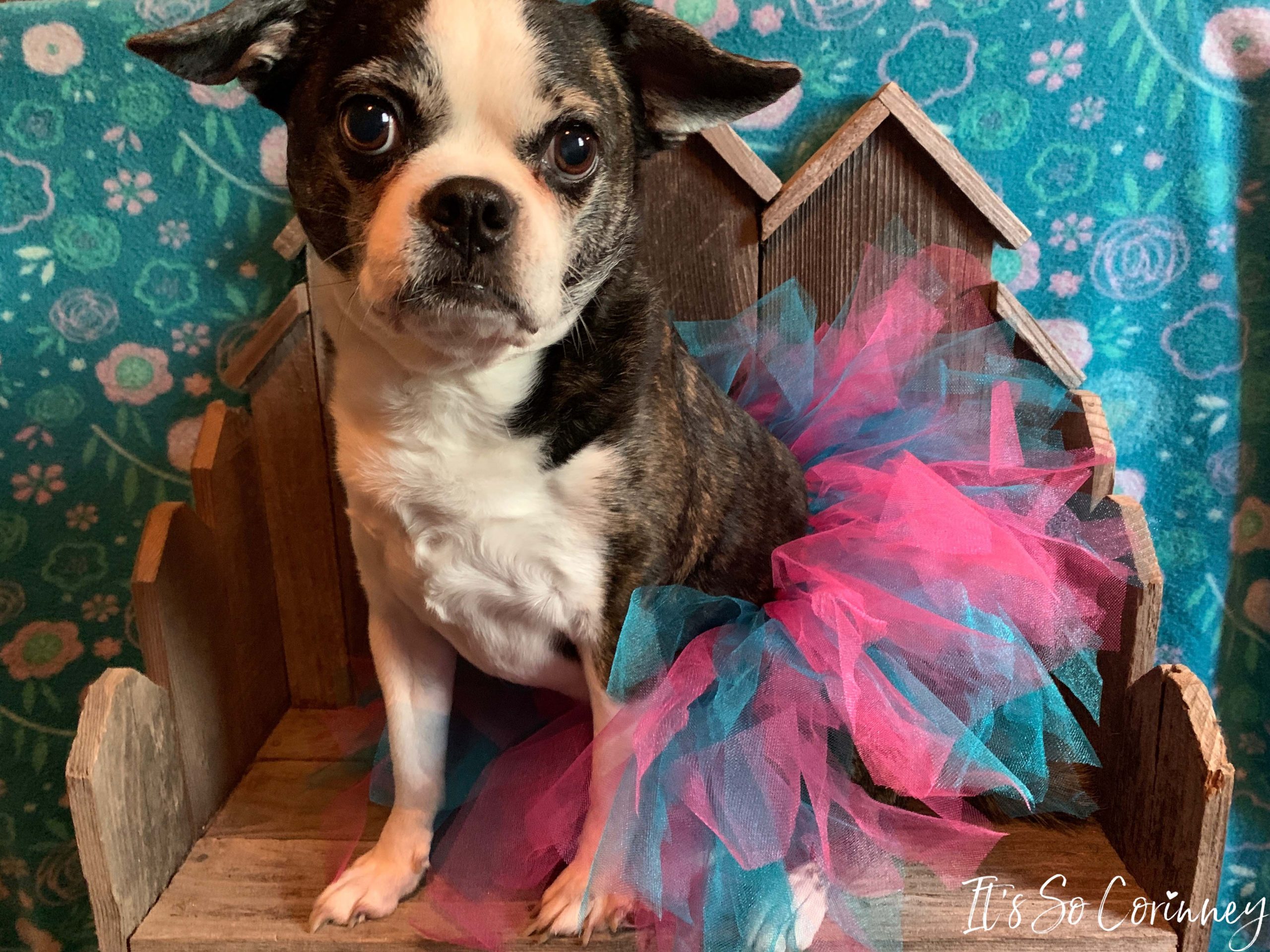 Easy Dog DIY Tutu