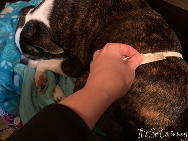 Measure Around Dog's Waist For Elastic